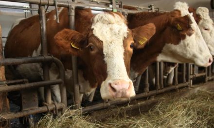Zahl der Milchbauern sinkt