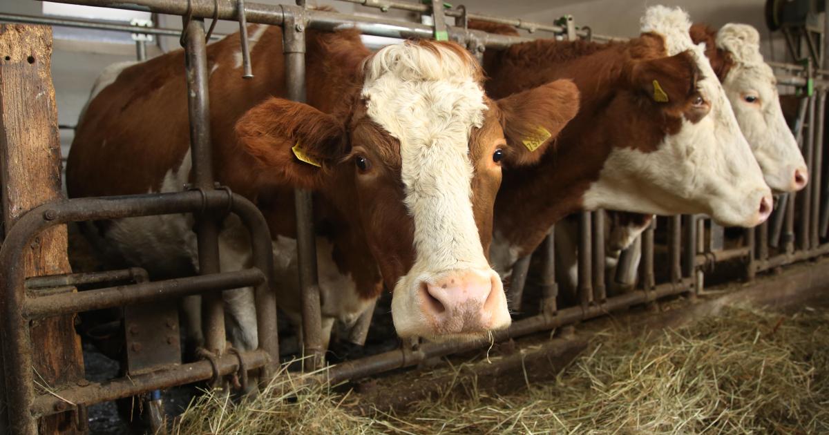 Zahl der Milchbauern sinkt