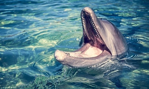 Den Geheimnissen der Tiersprachen auf der Spur