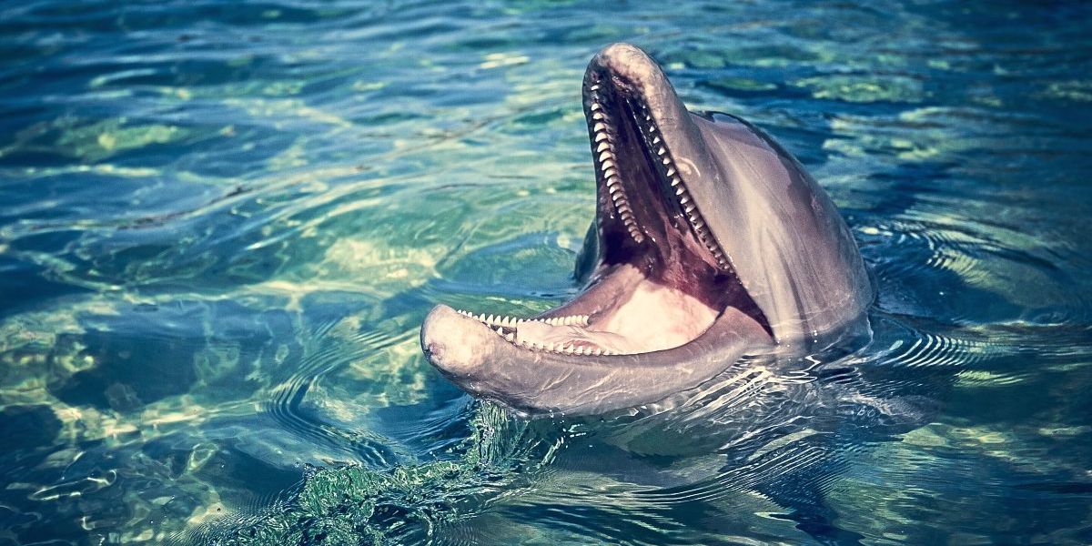 Den Geheimnissen der Tiersprachen auf der Spur