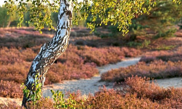 Birken können Mikroplastik aus dem Boden holen