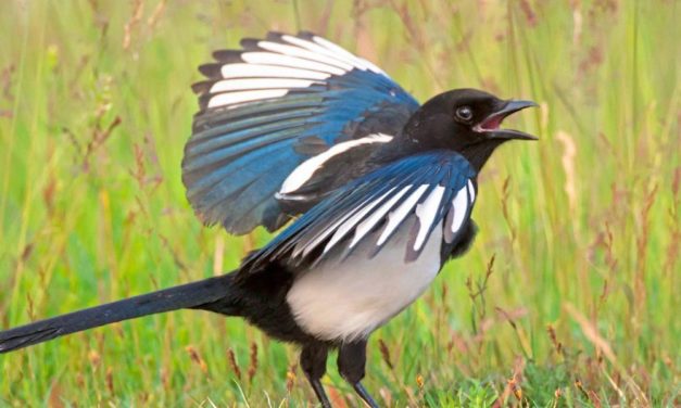Gewitzte Vögel überlisten Forschungsteam in Australien