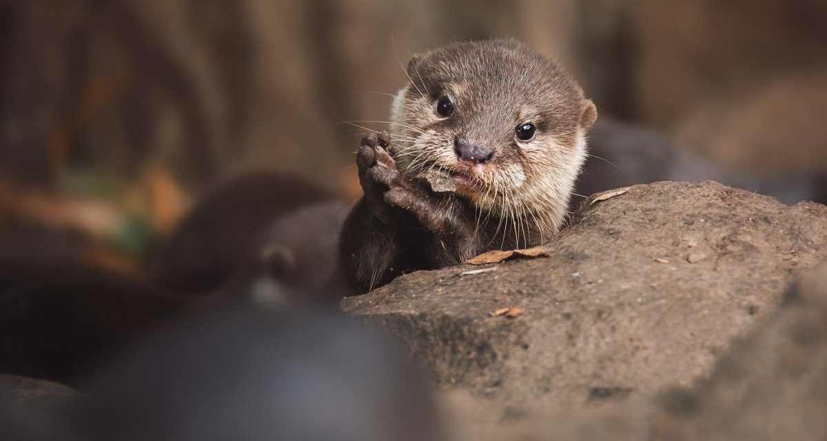 OS/2 bekommt aktuellen Otter-Webbrowser