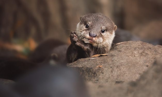 OS/2 bekommt aktuellen Otter-Webbrowser