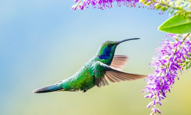 heise-Angebot: betterCode() Flutter: Neue Online-Konferenz zum Cross-Plattform-Toolkit Flutter