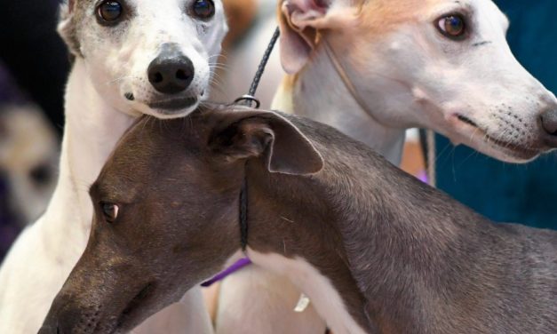 Hunde können um verstorbene Artgenossen trauern