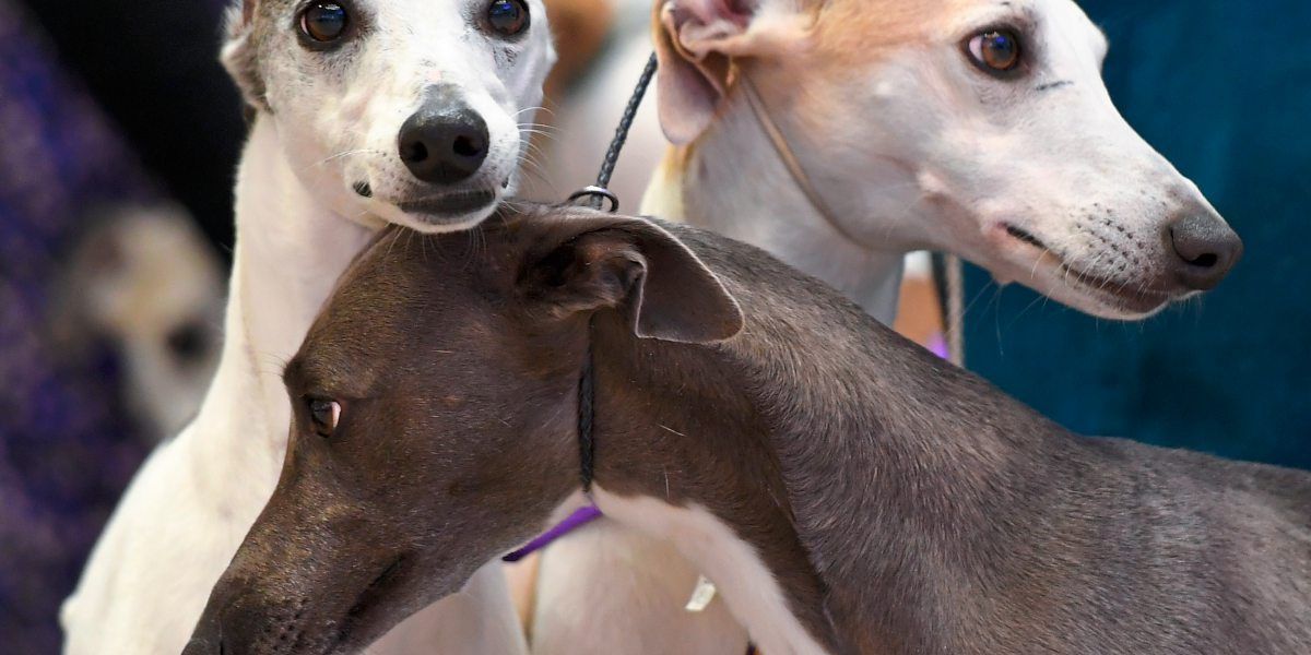 Hunde können um verstorbene Artgenossen trauern