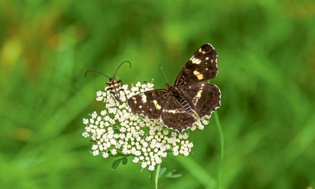 Insektensterben: Monitoring der Kleinsten mit größtem Aufwand