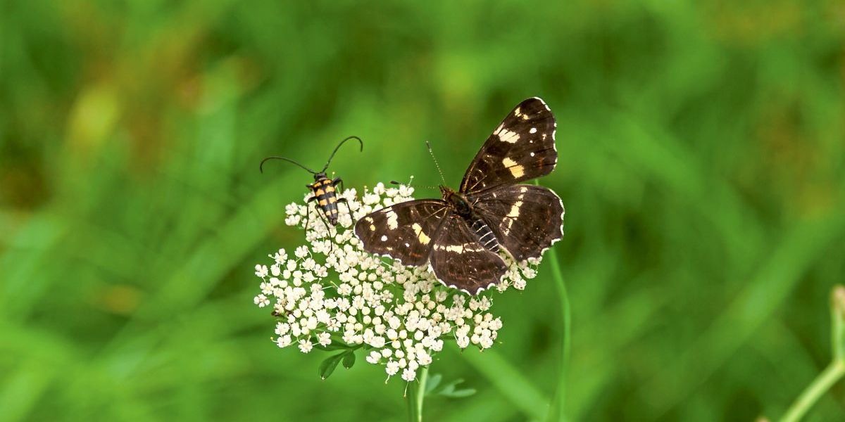 Insektensterben: Monitoring der Kleinsten mit größtem Aufwand
