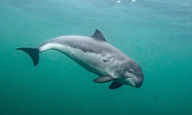 Besserer Schutz für Deutschlands einzige Walart