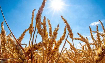 Suche nach Pflanzen für eine Zukunft der Extreme