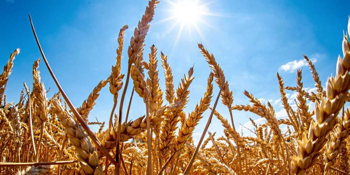 Suche nach Pflanzen für eine Zukunft der Extreme