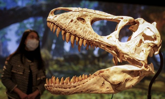 Gab es neben T-rex noch zwei andere Tyrannosaurier-Arten?