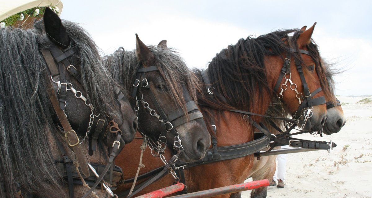 Auf dem Weg zur universellen elektronischen Rechnung