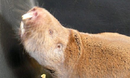 Sozialer Status bestimmt die Lebenszeit – jedenfalls bei Mullen