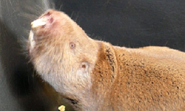 Sozialer Status bestimmt die Lebenszeit – jedenfalls bei Mullen