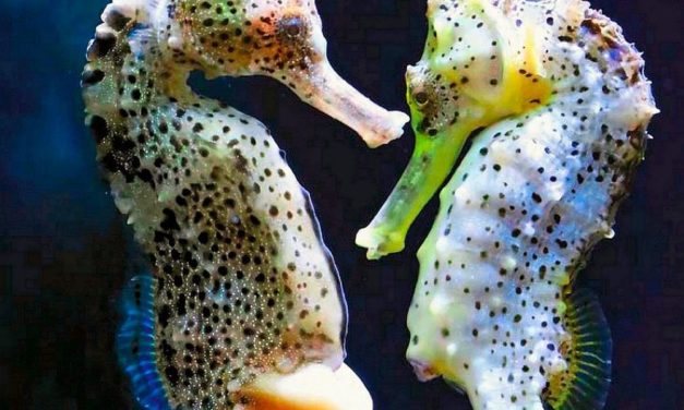 Der Papa ist schon wieder schwanger