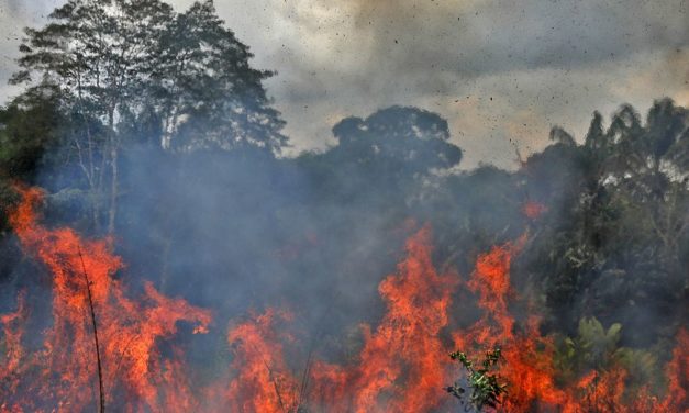 Amazonas-Regenwald verliert Fähigkeit, sich zu erholen
