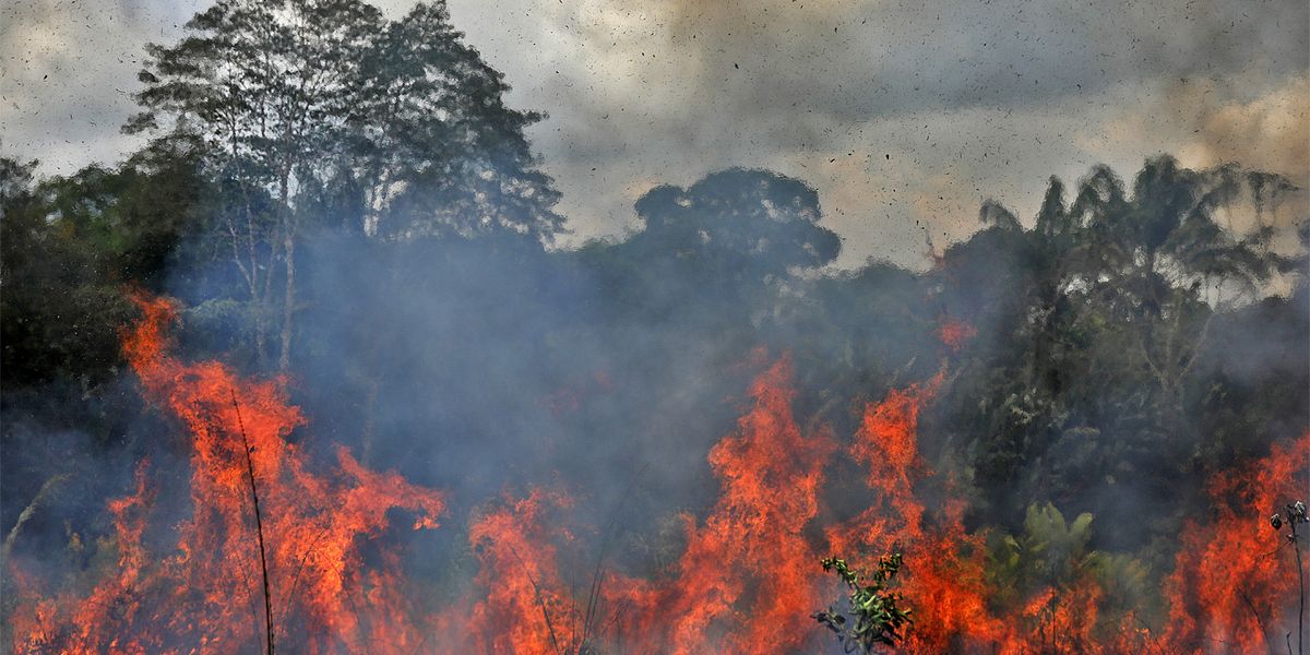 Amazonas-Regenwald verliert Fähigkeit, sich zu erholen