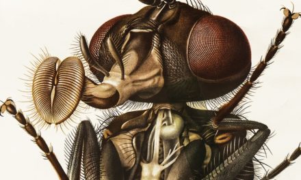 Die zoologischen Wandtafeln des Paul Pfurtscheller