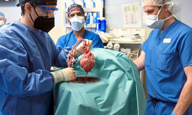 Empfänger von Schweineherz-Transplantat verstorben