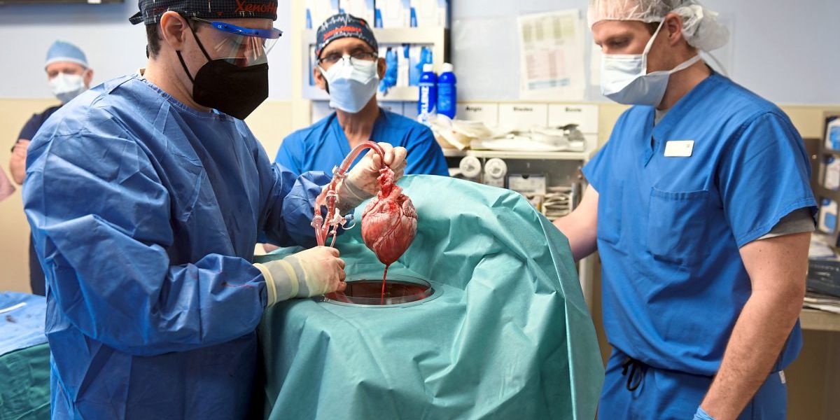 Empfänger von Schweineherz-Transplantat verstorben