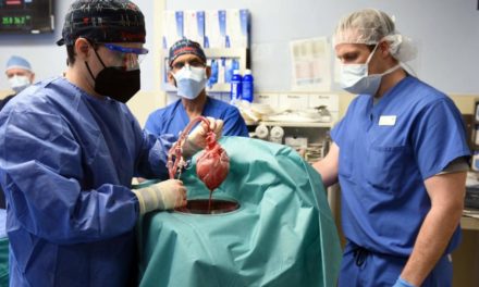 Erster Patient mit transplantiertem Schweineherz ist gestorben