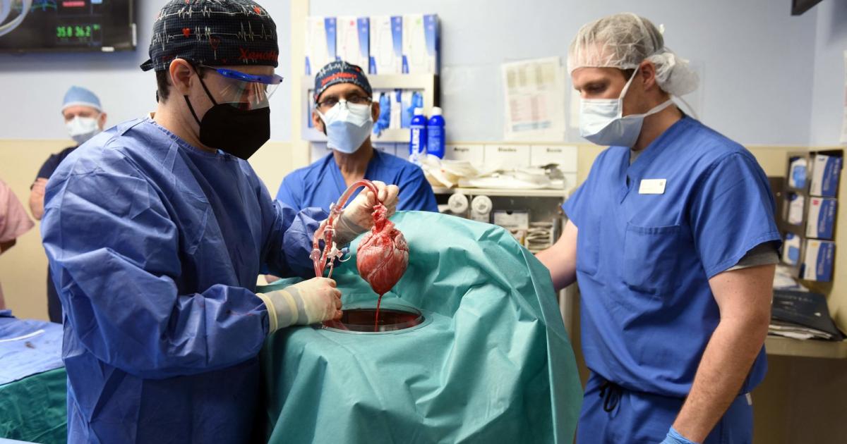 Erster Patient mit transplantiertem Schweineherz ist gestorben