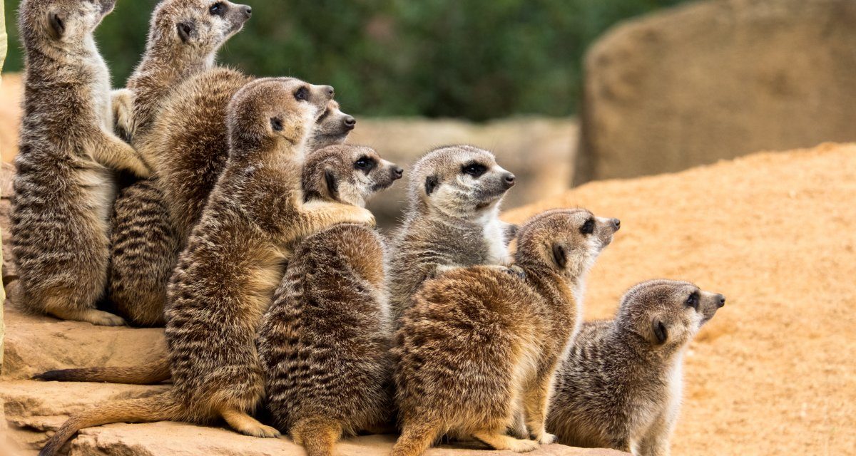 Cloud-native: Prometheus ist laut CNCF das bevorzugte Observability-Tool