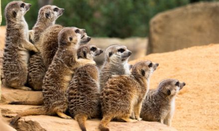 Cloud-native: Prometheus ist laut CNCF das bevorzugte Observability-Tool