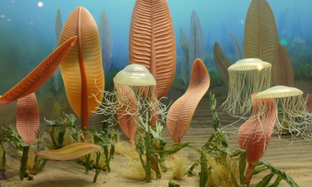 Spuren der Artenexplosion reichen bis tief ins Erdinnere