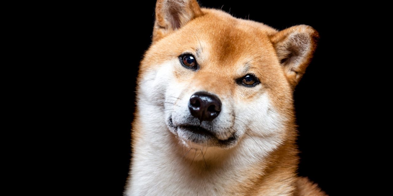 Shiba Inu (SHIB): So drängt der Memecoin in den türkischen Mainstream