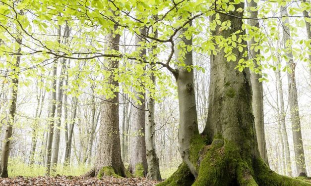 Der Buche wird es in Europa zu warm und zu trocken
