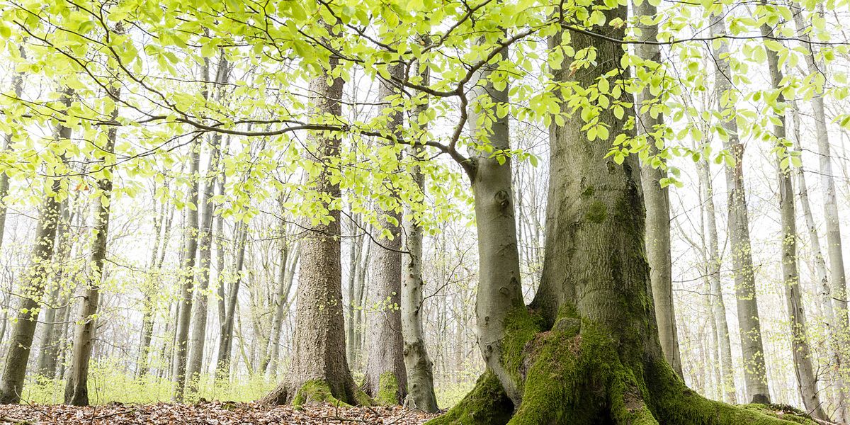 Der Buche wird es in Europa zu warm und zu trocken