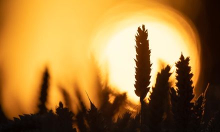 Selenskij-Berater warnt vor Hungersnot