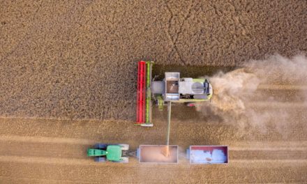 Ukraine und Russland liefern fast ein Drittel des Weizens weltweit