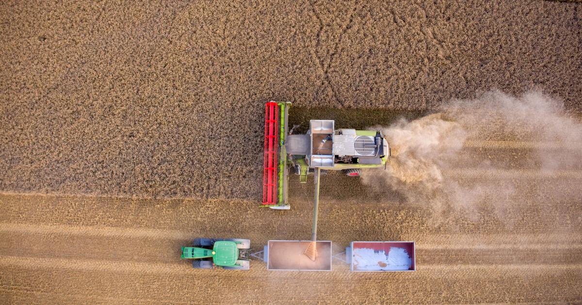 Ukraine und Russland liefern fast ein Drittel des Weizens weltweit