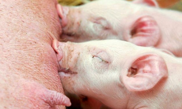 Glückliches Grunzen ist kurz und konstant