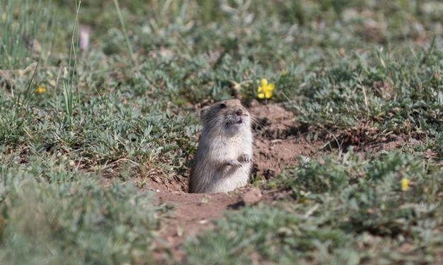 Wühlmäuse kürzen Gras, um Räuber in der Luft erspähen zu können