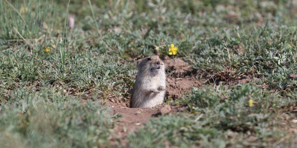 Wühlmäuse kürzen Gras, um Räuber in der Luft erspähen zu können