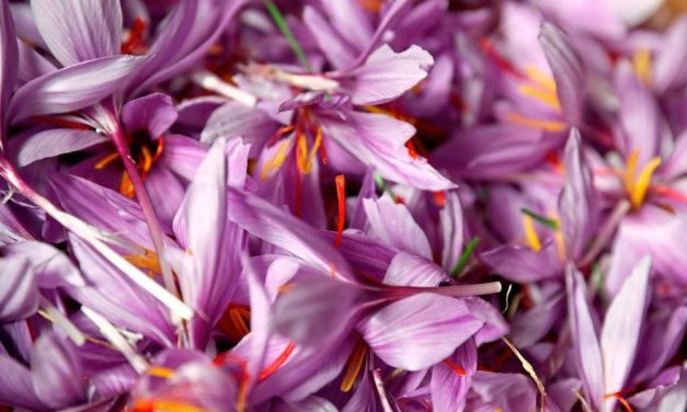 Safran hat seinen Ursprung vermutlich im antiken Griechenland