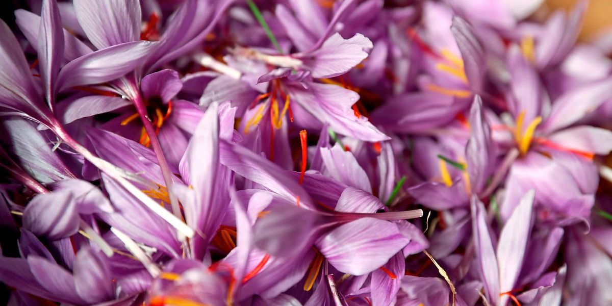 Safran hat seinen Ursprung vermutlich im antiken Griechenland