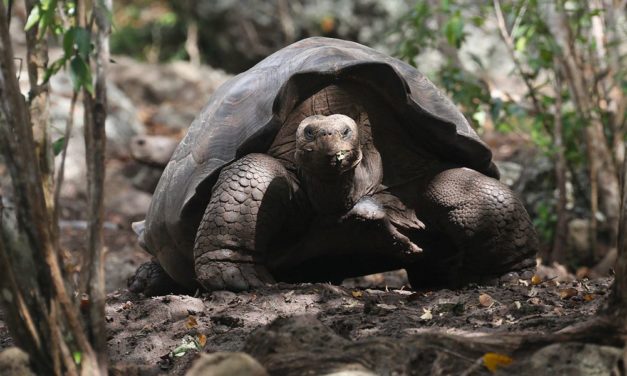 Neue Riesenschildkröten-Art auf Galápagos-Insel identifiziert