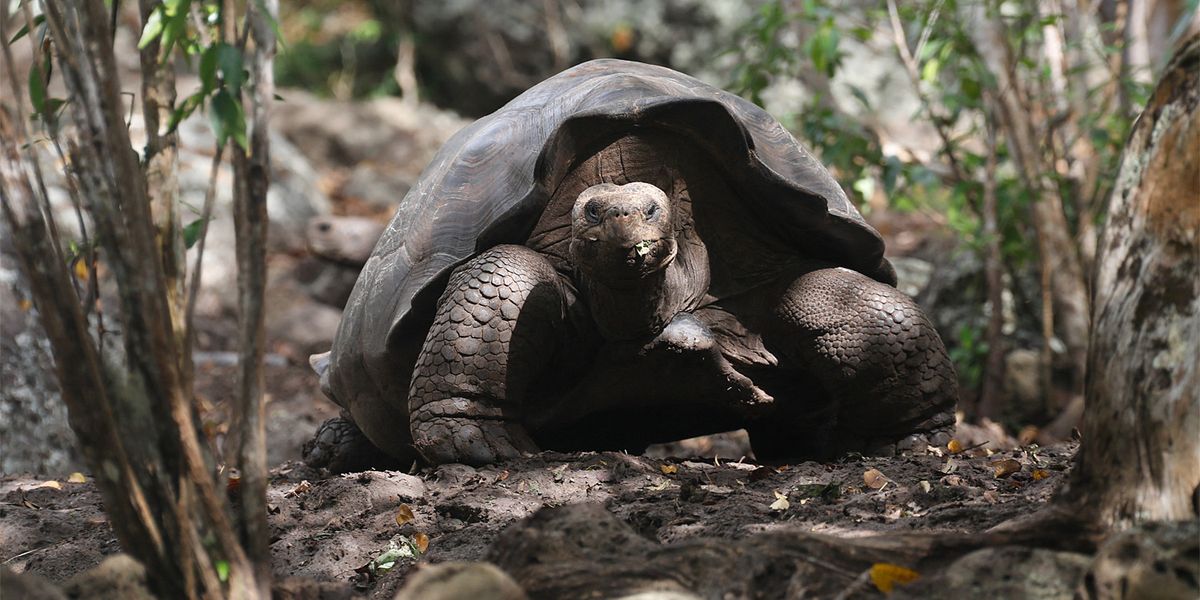 Neue Riesenschildkröten-Art auf Galápagos-Insel identifiziert