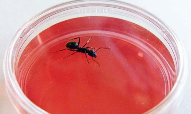 Ameisen können Krebszellen „riechen“