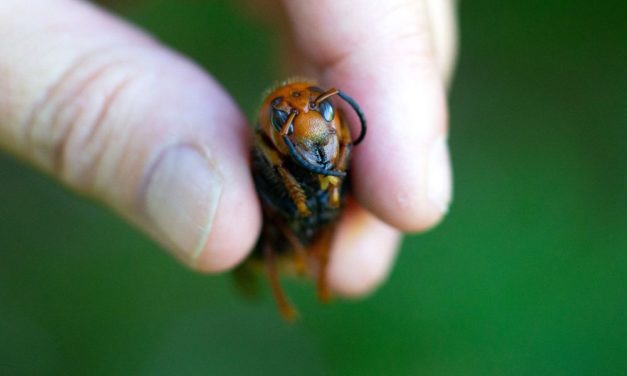 Wie sich der Vormarsch der Riesenhornissen stoppen lässt