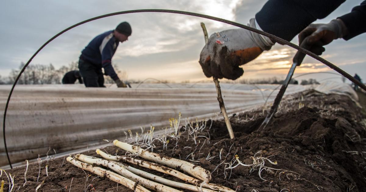 Ukraine-Krise: Geht uns bald das Gemüse aus?
