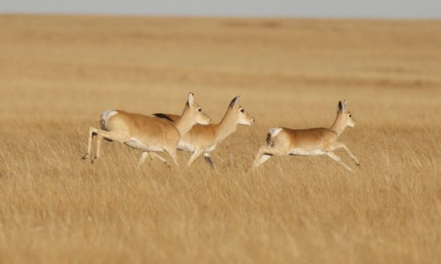 Gazelle lief in fünf Jahren 18.000 Kilometer weit