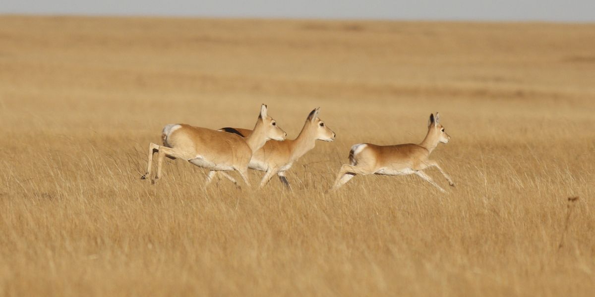 Gazelle lief in fünf Jahren 18.000 Kilometer weit