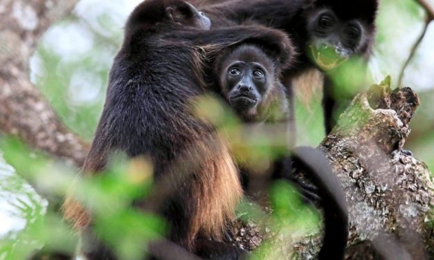 Brüllaffen spielen, um Konflikte in der Gruppe zu entspannen